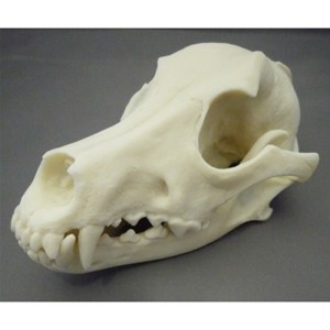 Dog Skull, Plastic Dog Skull, Plastic