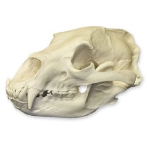 American Black Bear Skull American Black Bear Skull