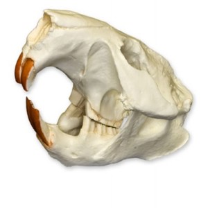 American Beaver Skull American Beaver Skull