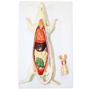 Rat Dissection Model Rat Dissection Model