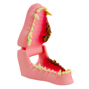 Large Canine Jaw Model