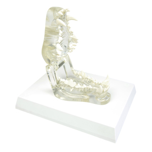 Transparent Dog Jaw Transparent Dog Jaw