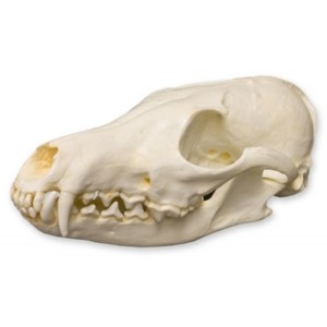 Red Fox Skull Red Fox Skull