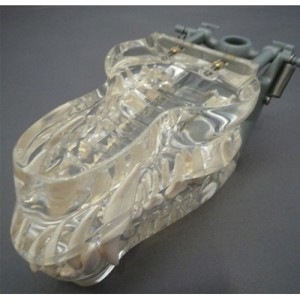 Transparent Canine Jaw, Life Size Transparent Canine Jaw, Life Size