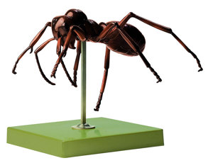 Ant Model Ant Model