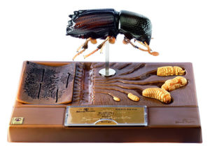 Bark Beetle Development
