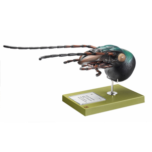 Head Of Carabus (1)