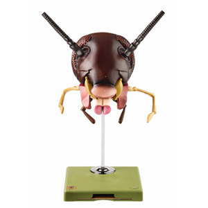 MODEL OF THE HEAD OF A COCKROACH