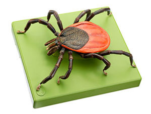 Tick Model Tick Model