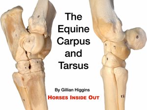 The Carpus And Tarsus