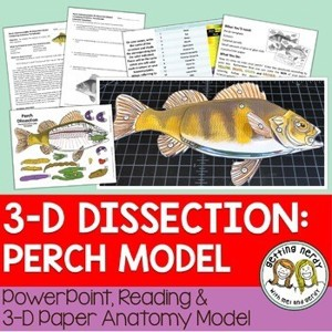 Perch Paper Dissection Scienstructable 3D Dissection Model