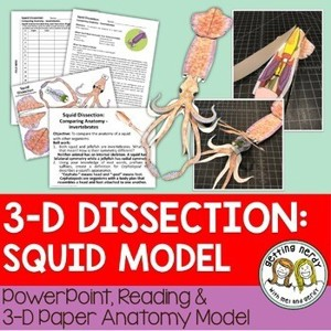 Squid Paper Dissection Scienstructable 3D Dissection Model