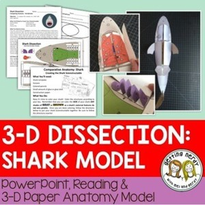 Shark Paper Dissection Scienstructable 3D Dissection Model
