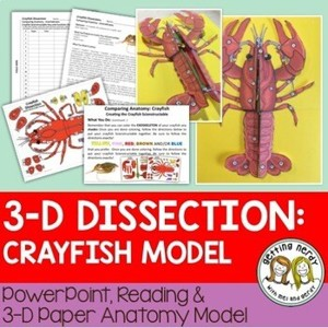 Crayfish Paper Dissection Scienstructable 3D Dissection Model