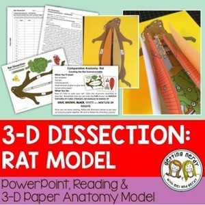 Rat Paper Dissection Scienstructable 3D Dissection Model