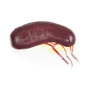 Canine Spleen Canine Spleen