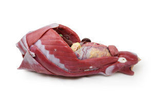 Canine Abdominal Surgical Model Canine Abdominal Surgical Model