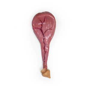 Canine Urinary Bladder (1) Canine Urinary Bladder (1)