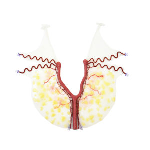 Canine Uterus (Vascularized) Canine Uterus (Vascularized)