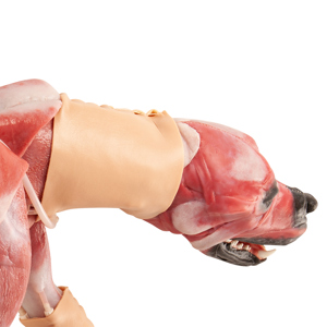 Canine Neck Skin (Vascularized) Canine Neck Skin (Vascularized)