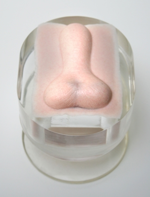 K9 Orchiectomy (Neuter) Model