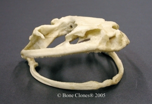 Goliath Frog Skull