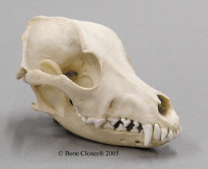 Airedale Dog Skull