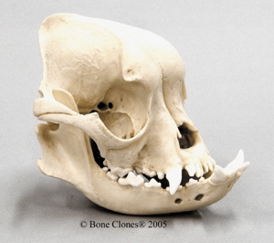 English Bulldog Skull