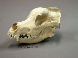 Great Dane Dog Skull