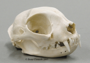 Common House Cat Skull