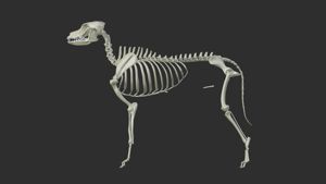 Dog Skeleton 3D Model Dog Skeleton 3D Model