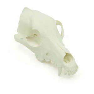 Canine Skull