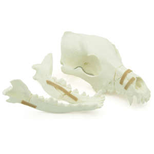 Full Canine Skull With Fractures