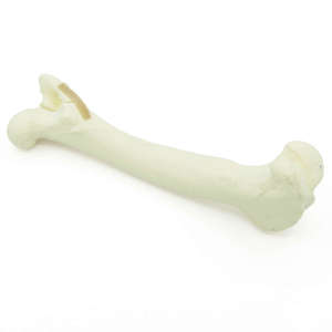 Canine Femur With Trochanter Major Fracture