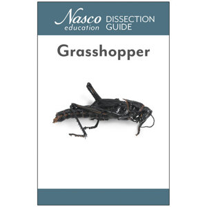 Grasshopper Dissection Guide Grasshopper Dissection Guide