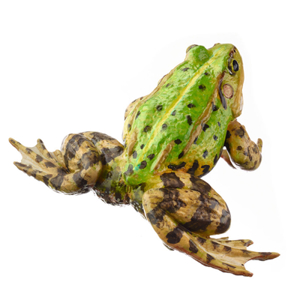 Pool Frog Without Dorsal Stripe, Male
