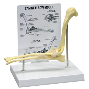 Canine Elbow