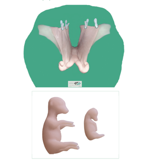 Bovine Theriogenology Uterus Set (5) Bovine Theriogenology Uterus Set (5)