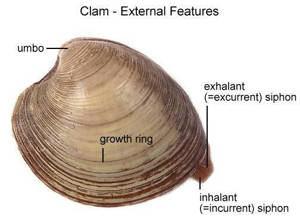 Clam (With Labels)