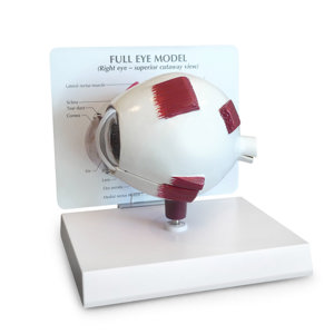 Full Eye – Model By GPI Anatomicals Full Eye – Model By GPI Anatomicals