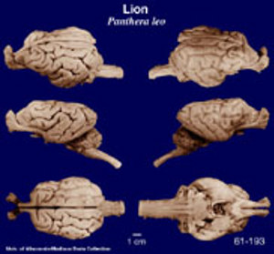 Brain Biodiversity Bank Atlases Lion Brain Biodiversity Bank Atlases Lion