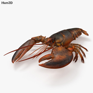 Lobster 3D Model