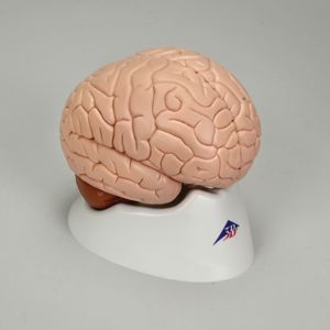 3B Human Brain Model