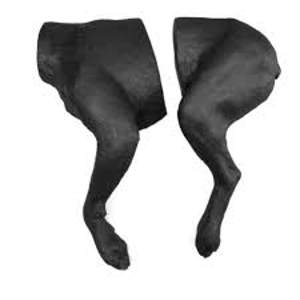 Canine Bandaging Limbs (1) Canine Bandaging Limbs (1)