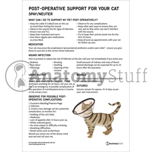 Post Operative Support For Your Cat Anatomystuff 66710