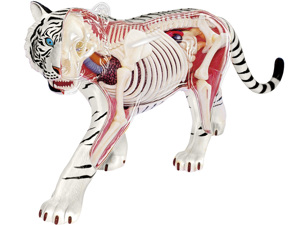 4D Vision Animal White Tiger 4D Vision Animal White Tiger