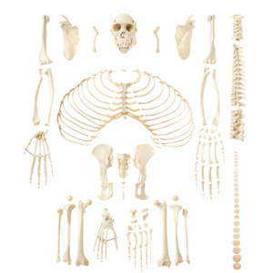 Unmounted Skeleton Of A Chimpanzee