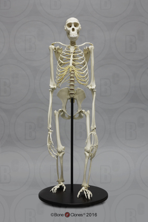 Bonobo Skeleton, Articulated