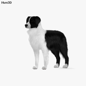 Border Collie 3D Model