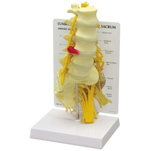 5Pc Vertebrae With Sacrum 5Pc Vertebrae With Sacrum